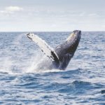 humpback-whale-1209297_1920_-_Abbie_Synan-2-900×600.jpg